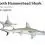 Smooth Hammerhead Shark