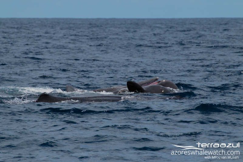 Sperm Whales socializinb on 3rd og August 2015 - by Milou van Mulken