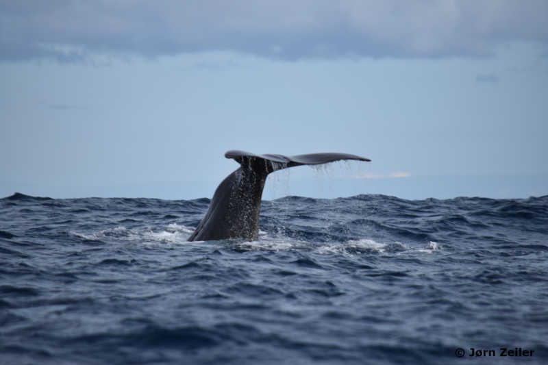 Sperm Whale (Credit Mr. Jorn Zeiler)