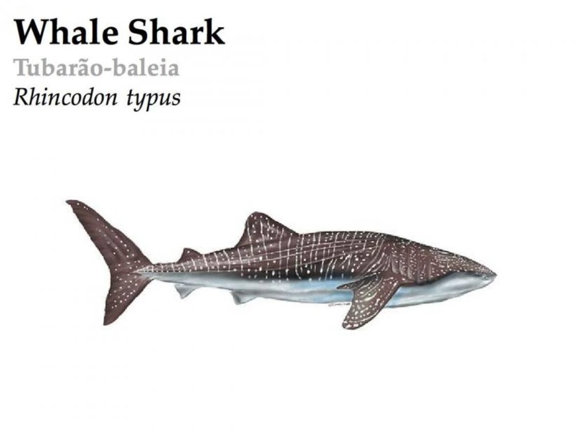 whale-shark-featuredI-1200x900.jpg