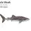 Whale Shark