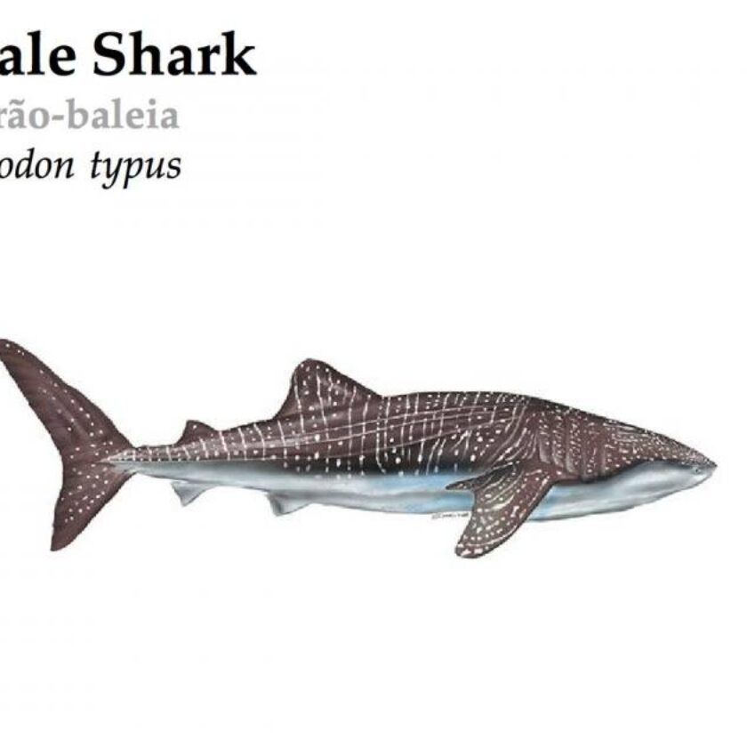 SHARKS&WHALES REAPED BY MAN 北欧メロハー,AOR Whale Shark | Azores Whale Watching TERRA AZUL™ | #1 Rated Whale