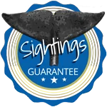Whale Watching Azores Sightings Guarantee