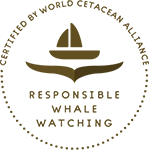 Top Responsible Whale Watching in Azores